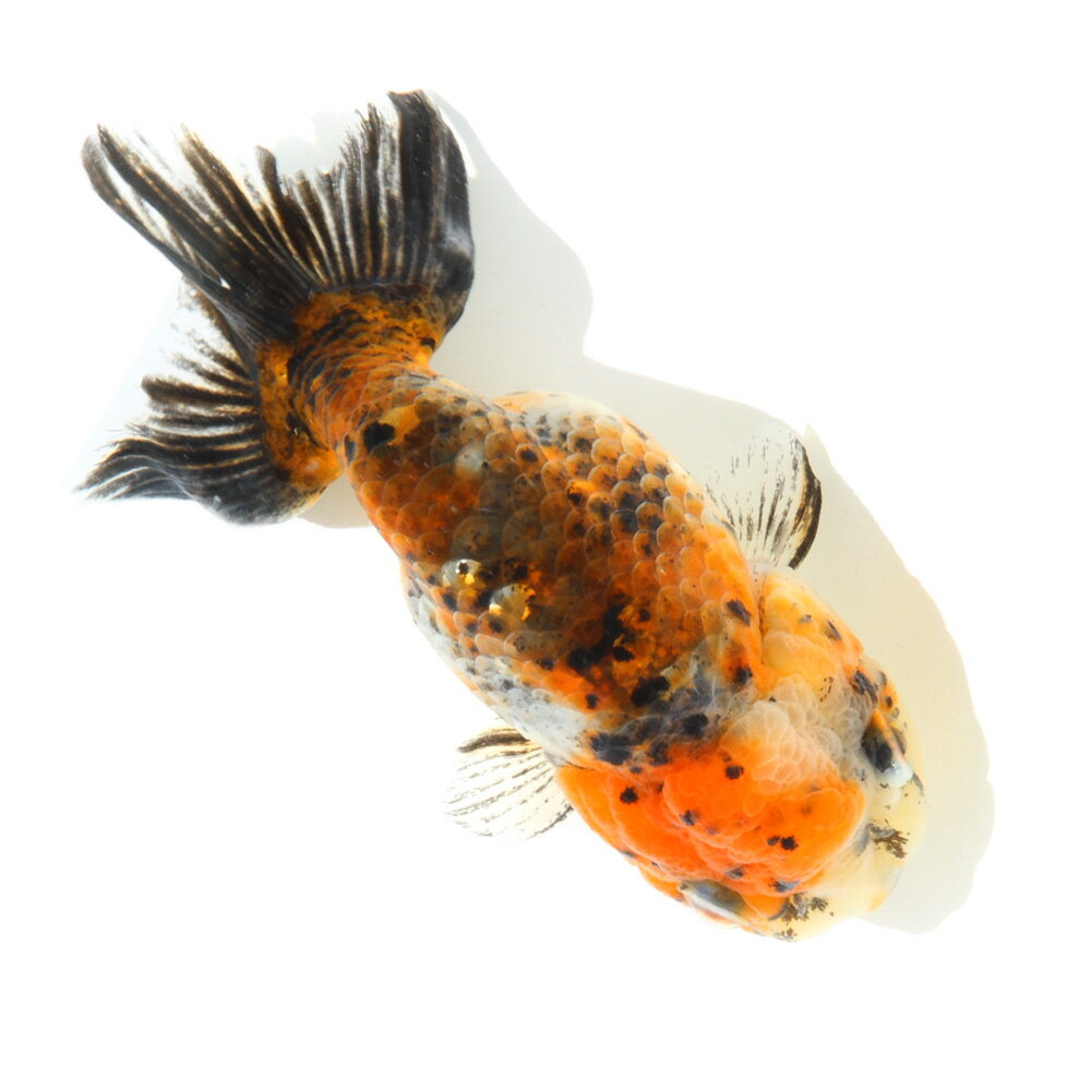 （国産金魚）一点物　五色江戸錦　志村養魚場産　12cm±（1匹）　関東当日便