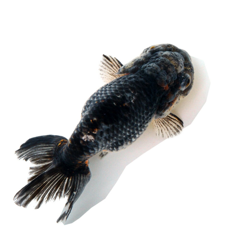 �ʹ񻺶���˰���ʪ���޿����Ͷӡ���¼�ܵ��컺��13cm�ޡ�1ɤ�ˡ�����������