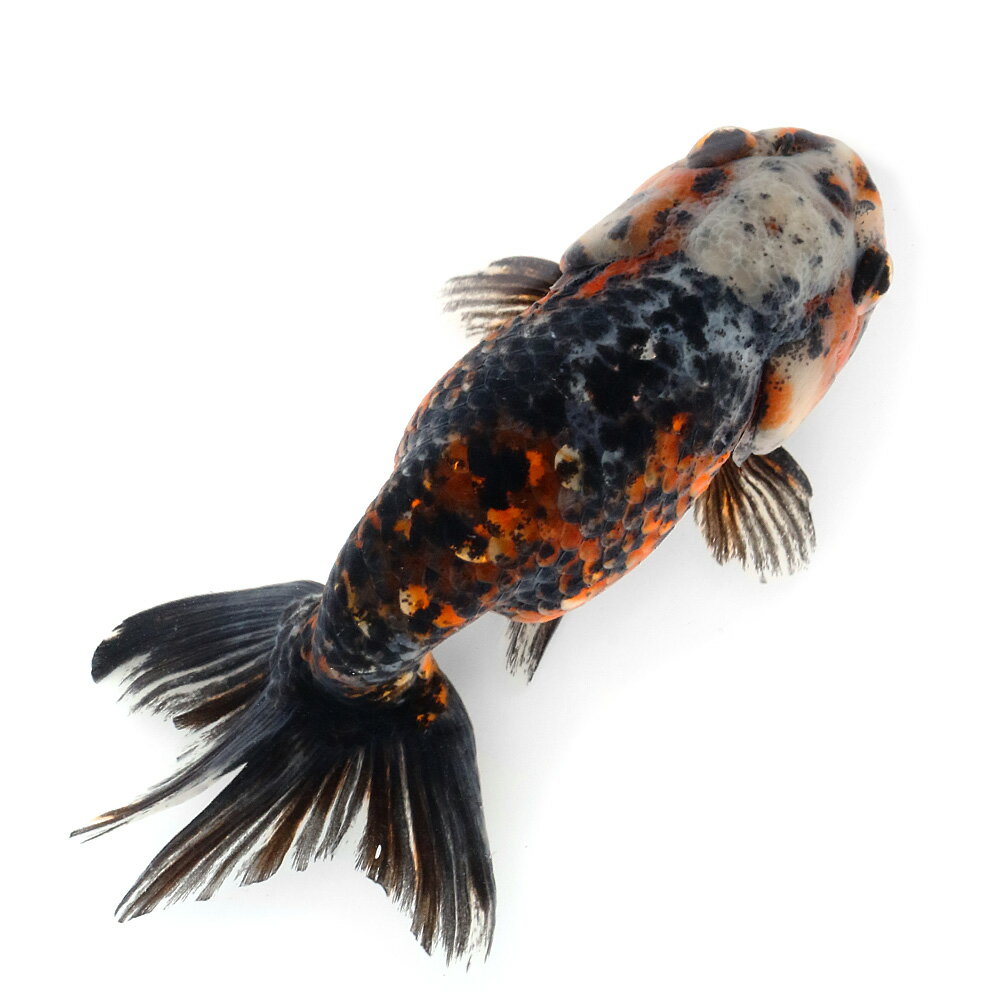 （国産金魚）一点物　五色江戸錦　志村養魚場産　13cm±（1匹）　関東当日便