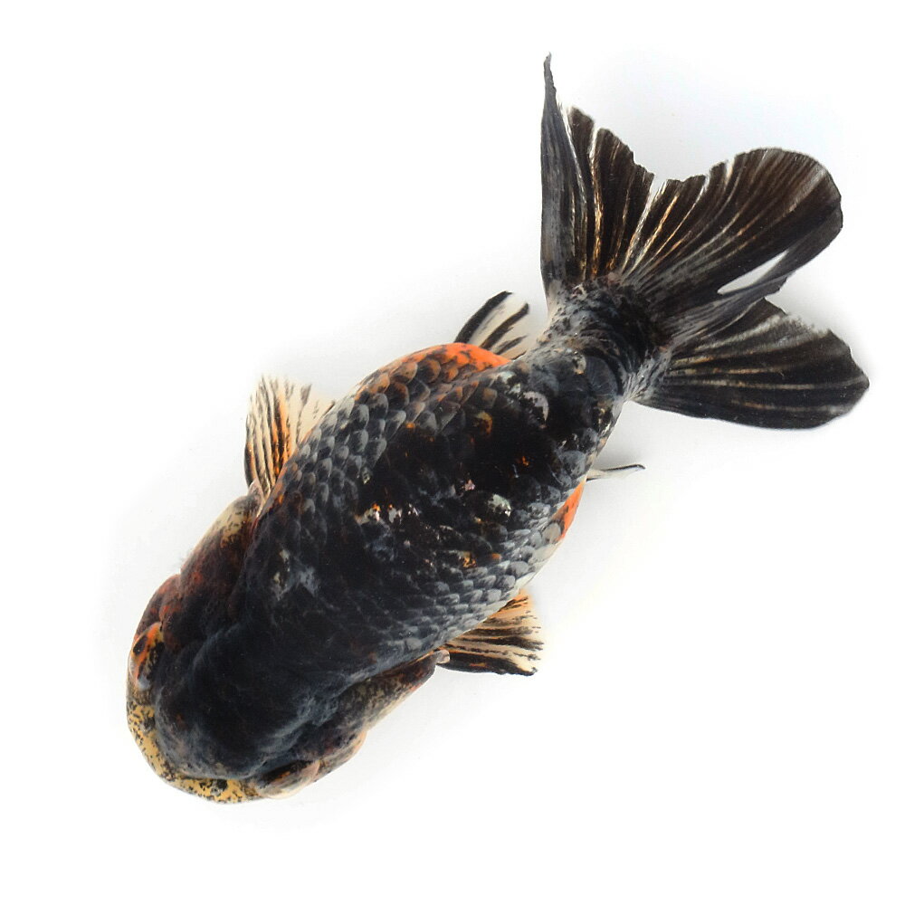 （国産金魚）一点物　五色江戸錦　志村養魚場産　11cm±（1匹）　関東当日便