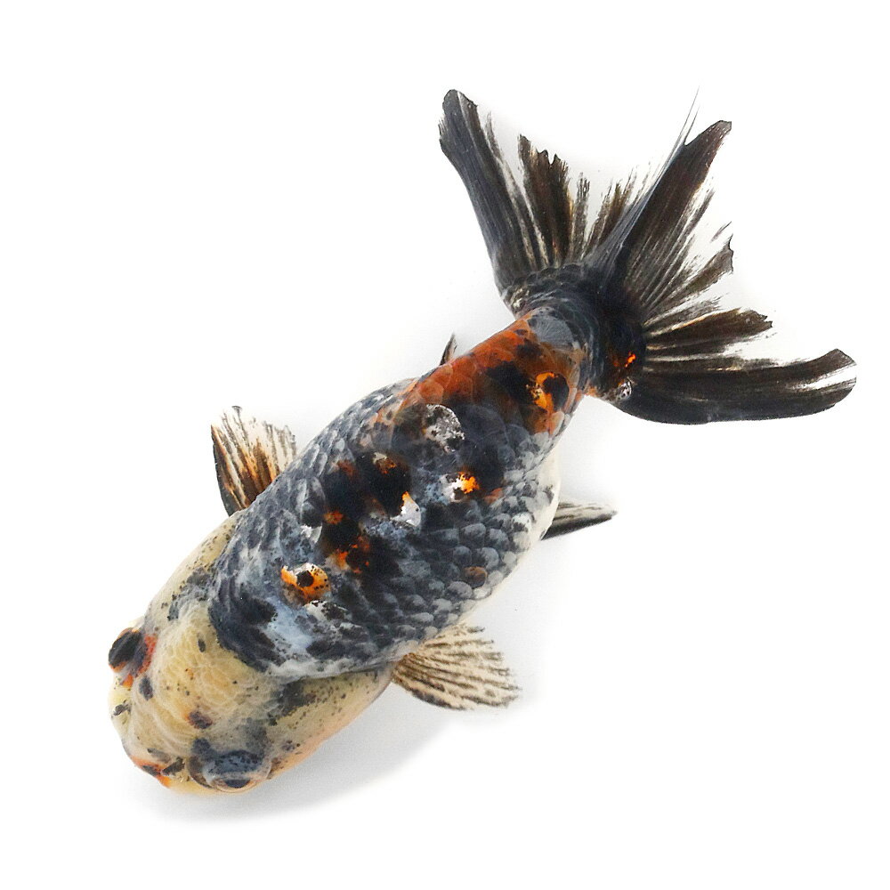 （国産金魚）一点物　五色江戸錦　志村養魚場産　12cm±（1匹）　関東当日便