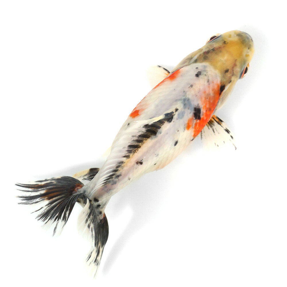 （国産金魚）一点物　江戸地金　10cm±　志村養魚場産（1匹）　関東当日便