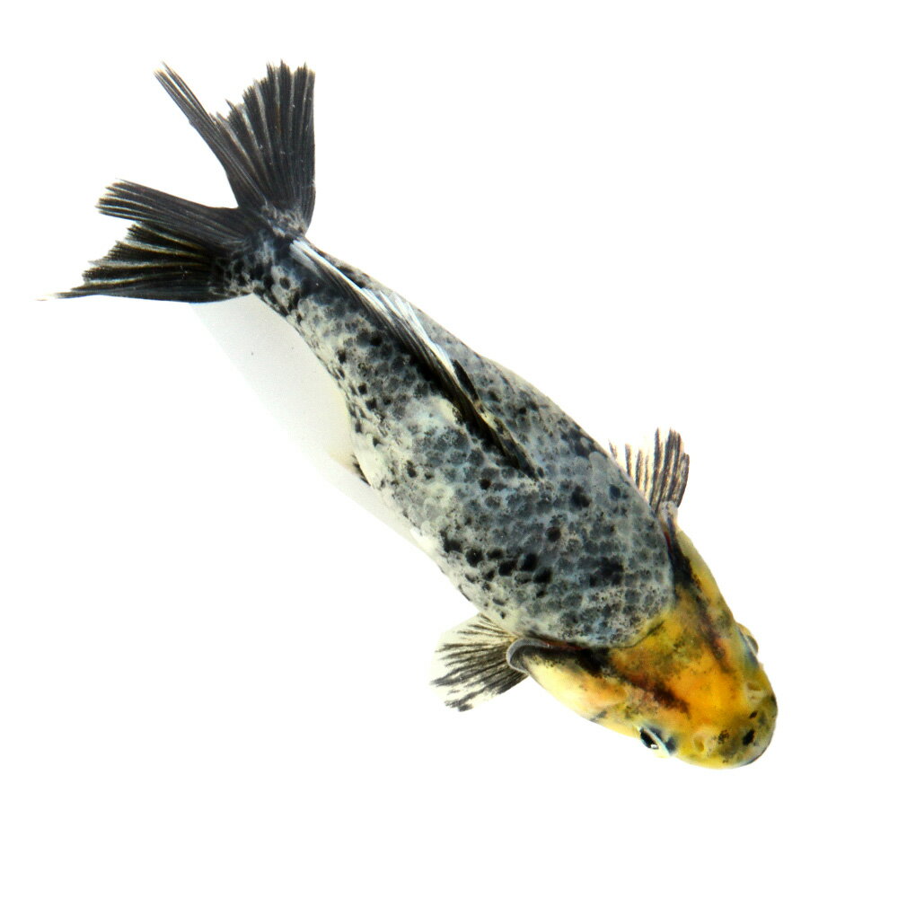 （国産金魚）一点物　五色江戸地金　志村養魚場産　11cm±（1匹）　関東当日便