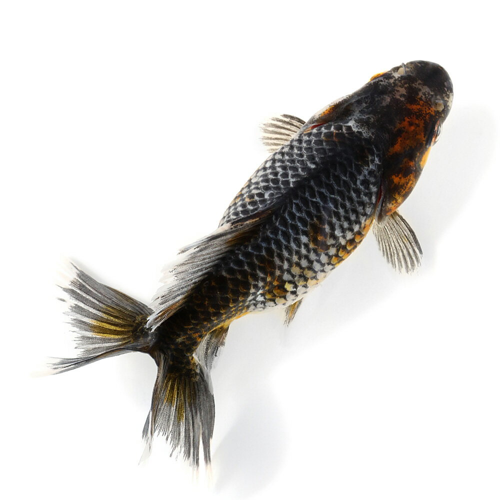 （国産金魚）一点物　五色江戸地金　11cm±　志村養魚場産（1匹）　関東当日便