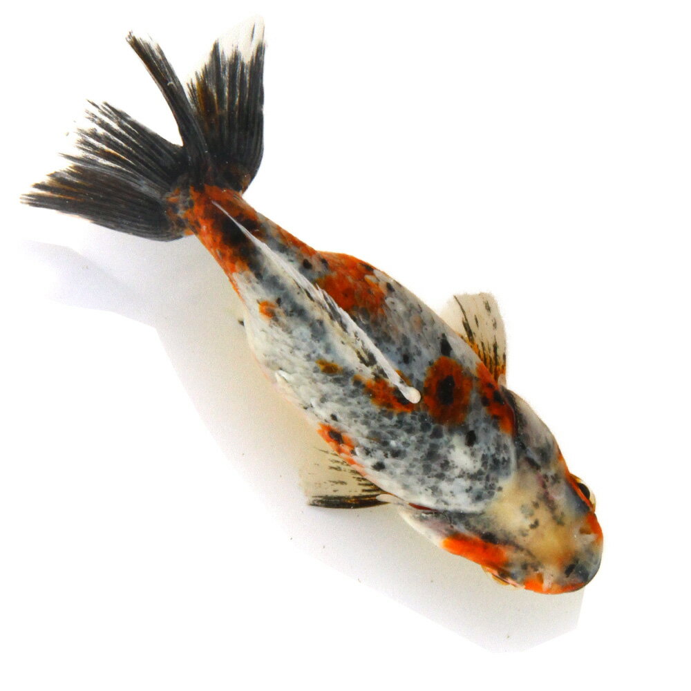 （国産金魚）一点物　江戸地金　9cm±　志村養魚場産（1匹）　関東当日便