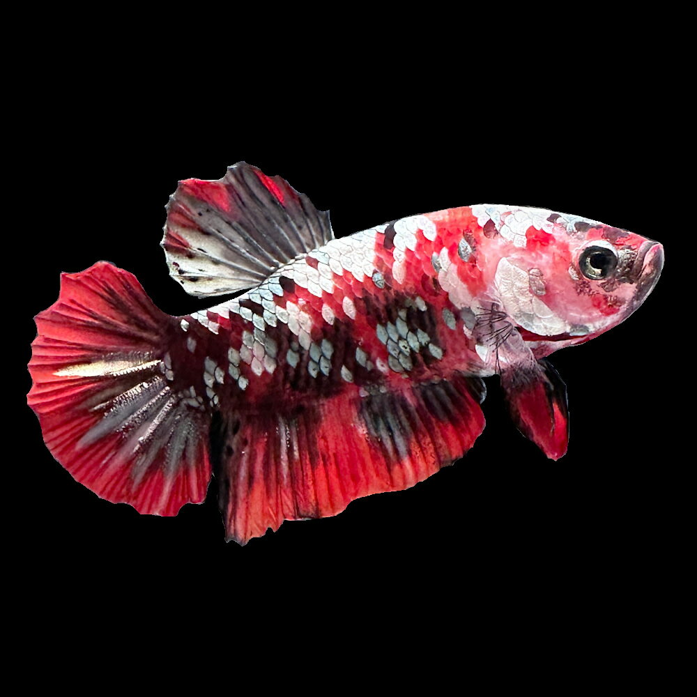 （熱帯魚）ベタ・ハーフムーンプラカット　アイアンマン　オス（1匹）　北海道・九州航空便要保温