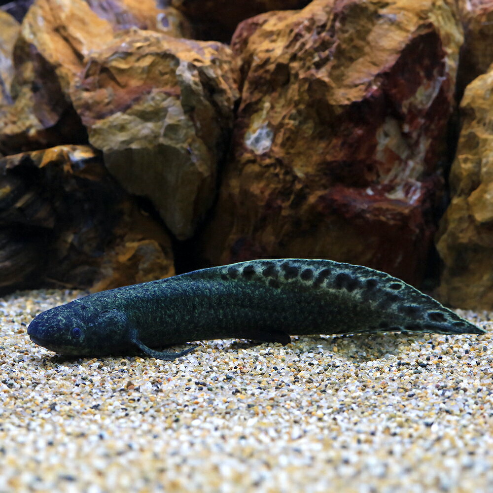 （熱帯魚）一点物　ネオケラトドゥス・フォルステリ（証明書付き）（1匹）　北海道・九州航空便要保温