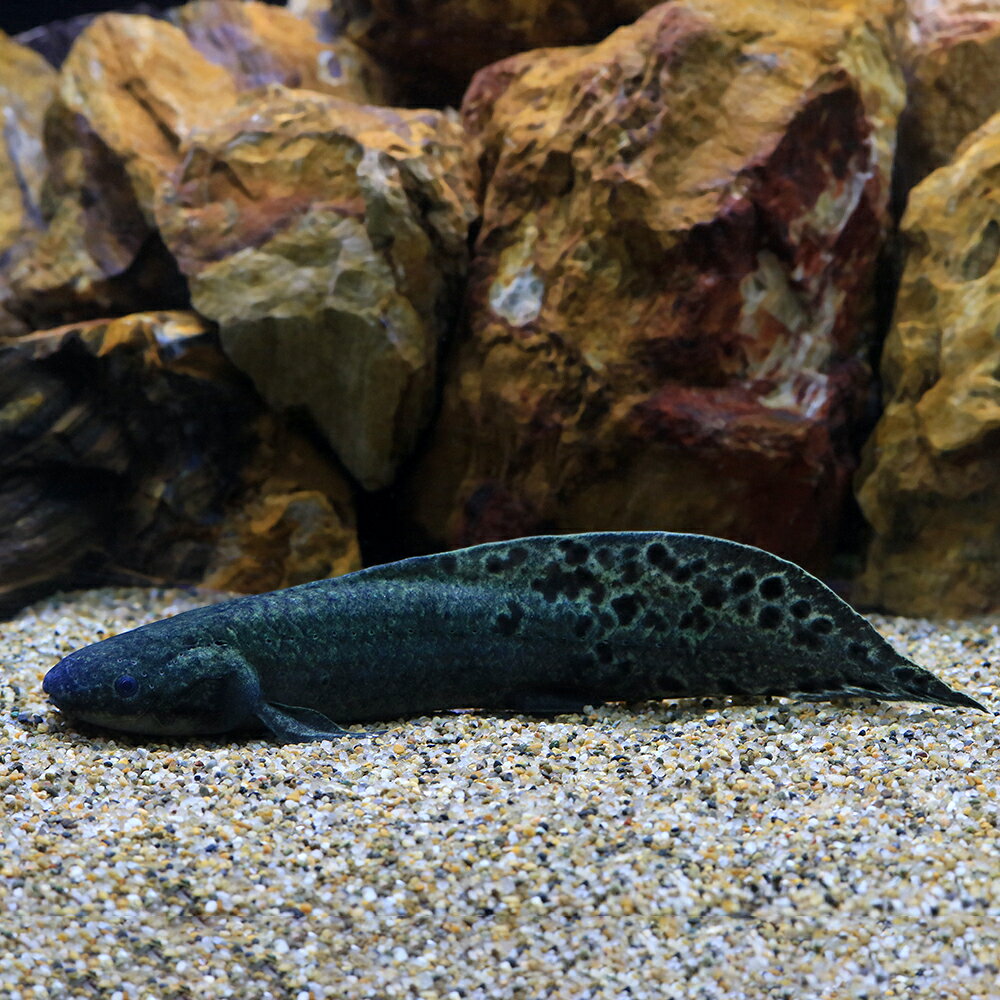 （熱帯魚）一点物　ネオケラトドゥス・フォルステリ（証明書付き）（1匹）　北海道・九州航空便要保温　関東当日便