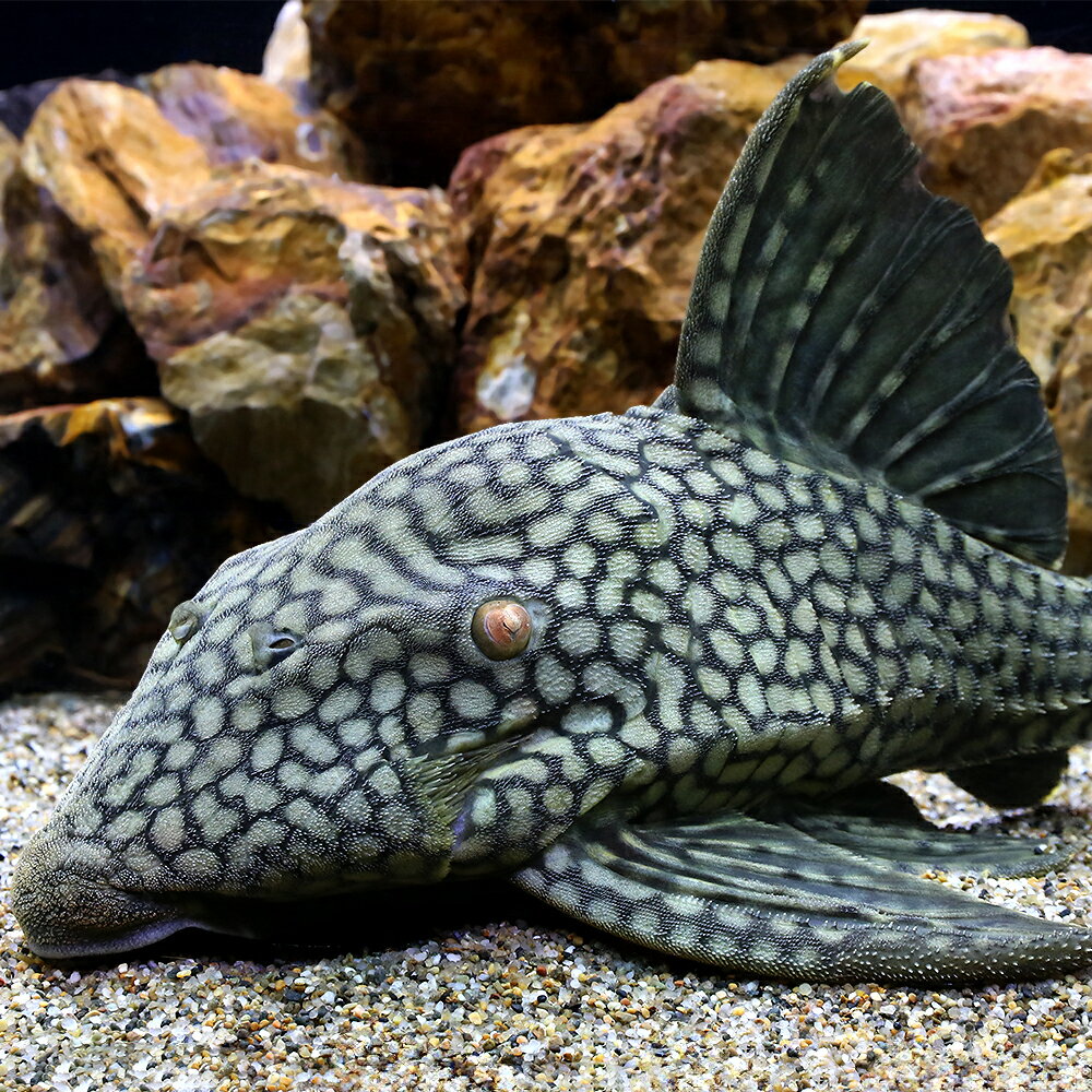 （熱帯魚）一点物　フルスポット・ロイヤルプレコ　25〜28cm（1匹）　北海道・九州航空便要保温