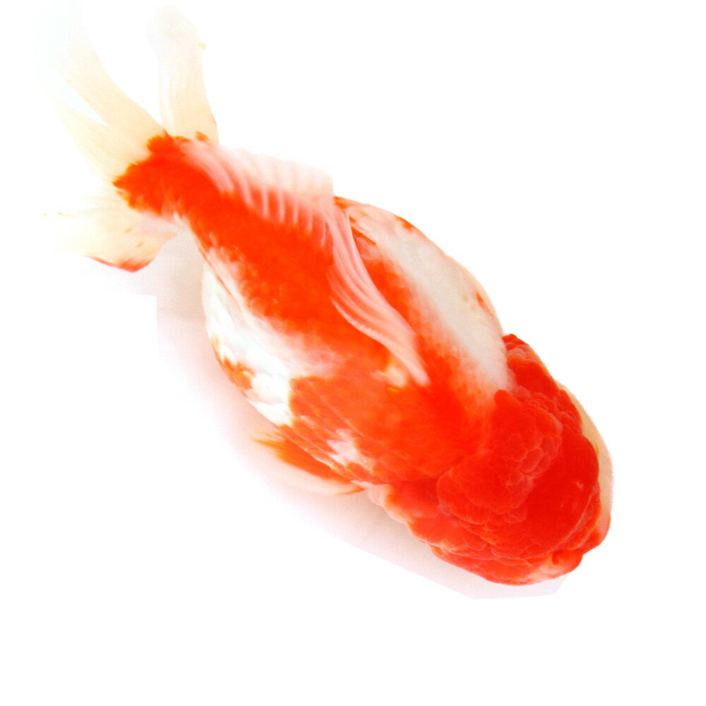 （国産金魚）一点物　更紗オランダ獅子頭　ショートテール　14cm±（1匹）