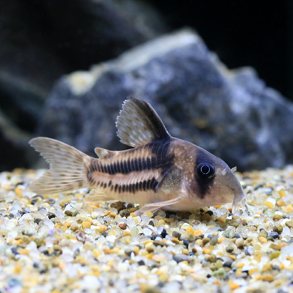 （熱帯魚）コリドラス・スーパーアンチェスター（ブリード）（1匹）　沖縄別途送料　北海道・九州航空便要保温