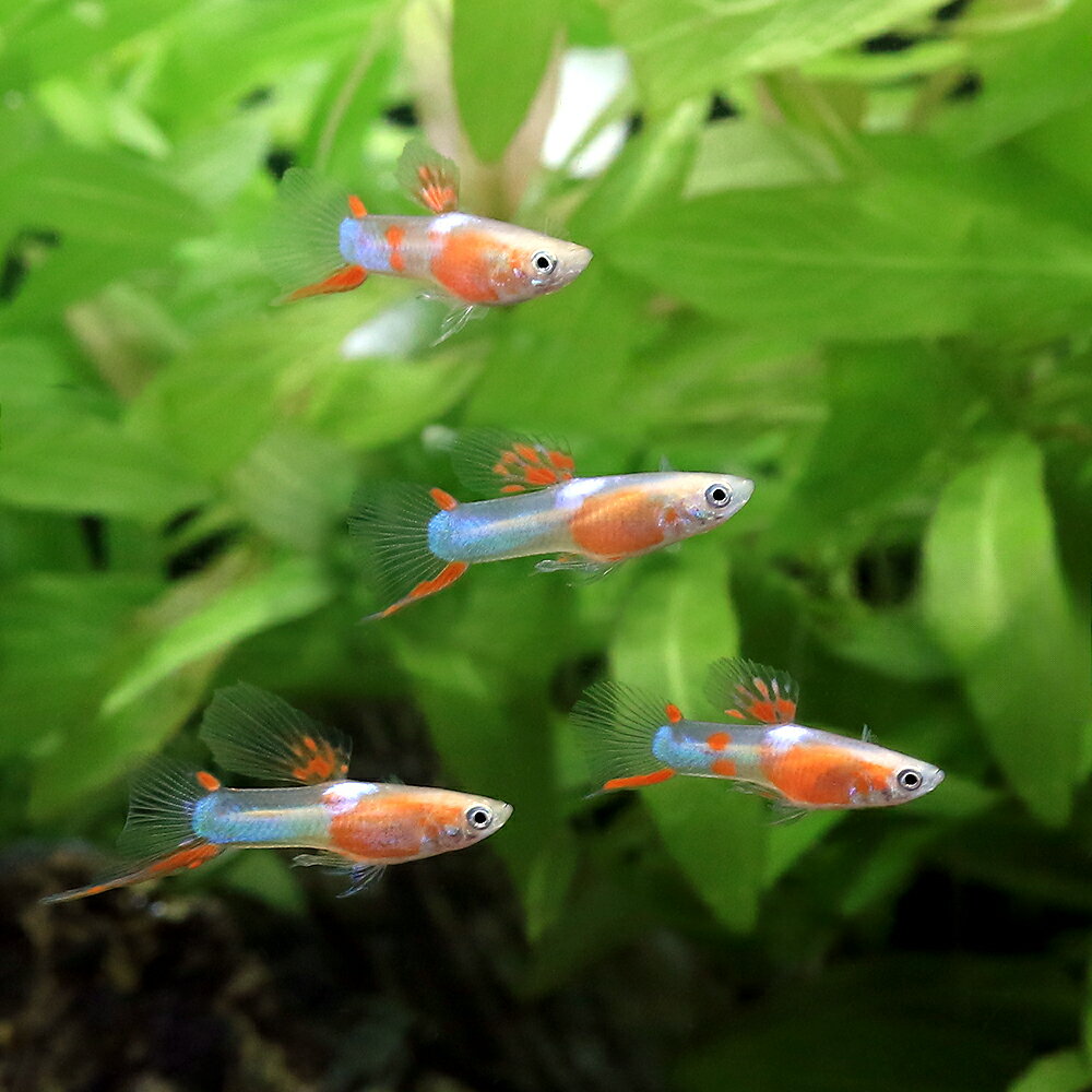 ��Ǯ�ӵ��˥���ɥ顼�������åԡ�����åɥ������ȡ������ʥ���ɥͥ������ˡ�3ɤ�ˡ��̳�ƻ���彣�Ҷ������ݲ�