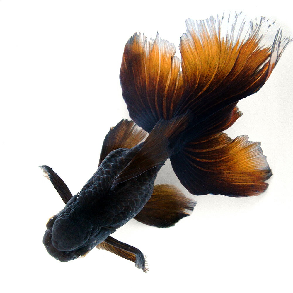 （国産金魚）一点物　黒オランダ獅子頭　薩摩産　20cm±（1匹）　関東当日便