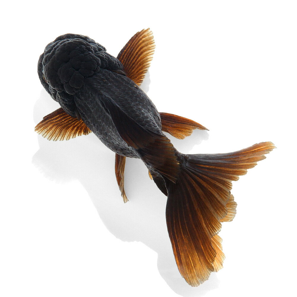 （国産金魚）一点物　黒オランダ獅子頭　薩摩産　ヒレ癖有　15cm±（1匹）　関東当日便