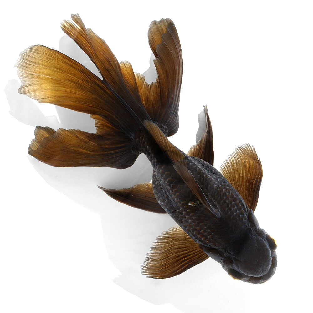 （国産金魚）一点物　黒オランダ獅子頭　薩摩産　17cm±（1匹）　関東当日便