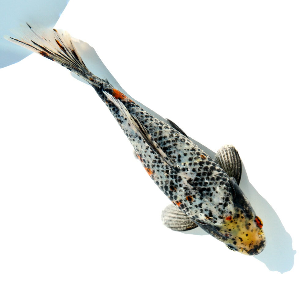 （国産金魚）一点物　銀鱗三色和金　フナ尾　荻野養魚場　23cm±（1匹）