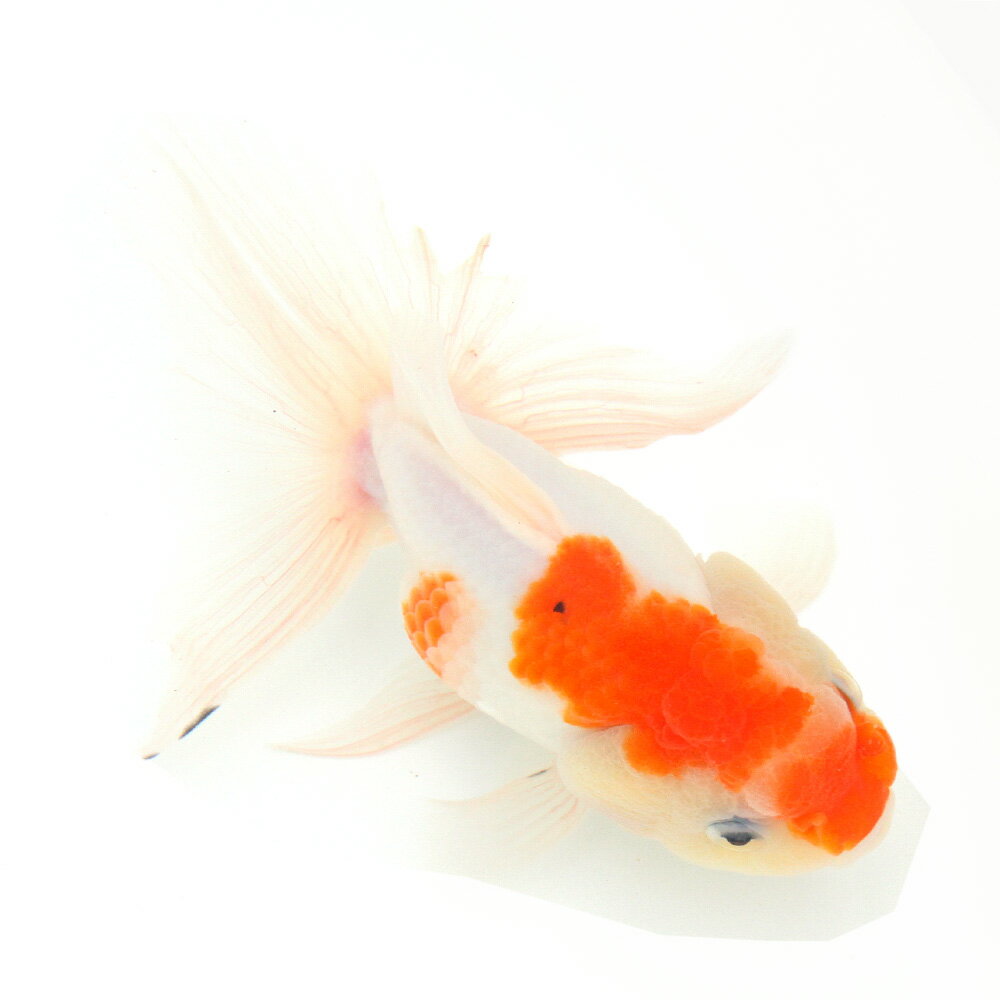 （国産金魚）一点物　桜東錦　志村養魚場　16cm±（1匹）