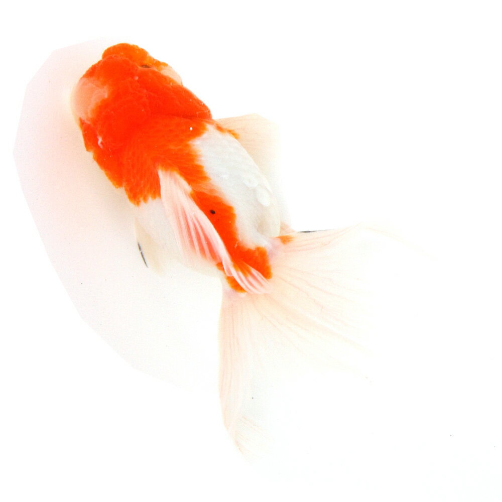 （国産金魚）一点物　桜東錦　志村養魚場　10cm±（1匹）
