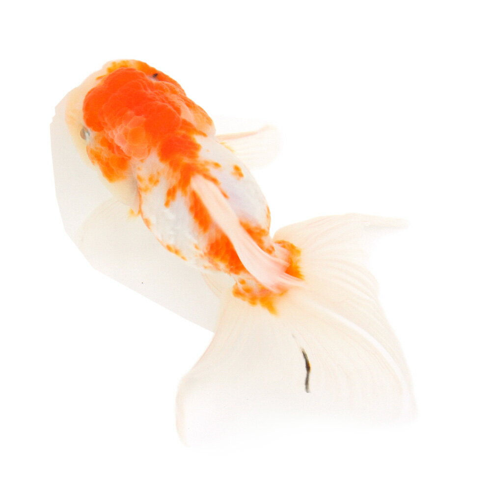 （国産金魚）一点物　桜東錦　志村養魚場　10cm±（1匹）