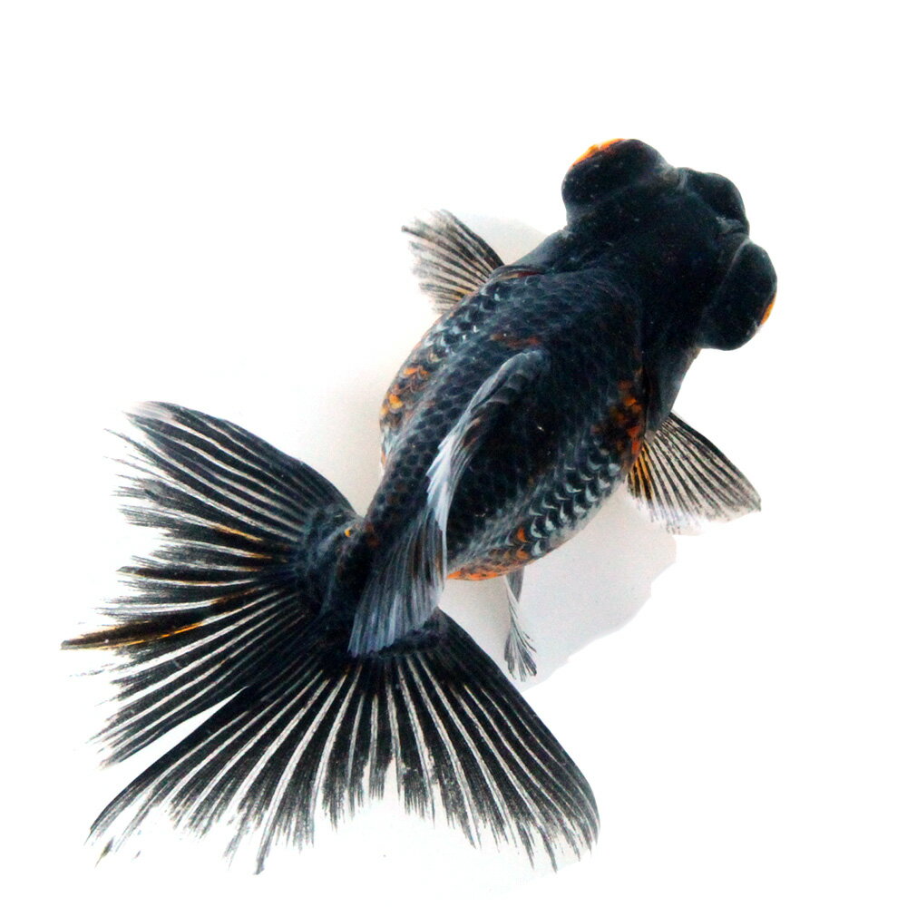 （国産金魚）一点物　五色蝶尾　志村養魚場産　12cm±（1匹）