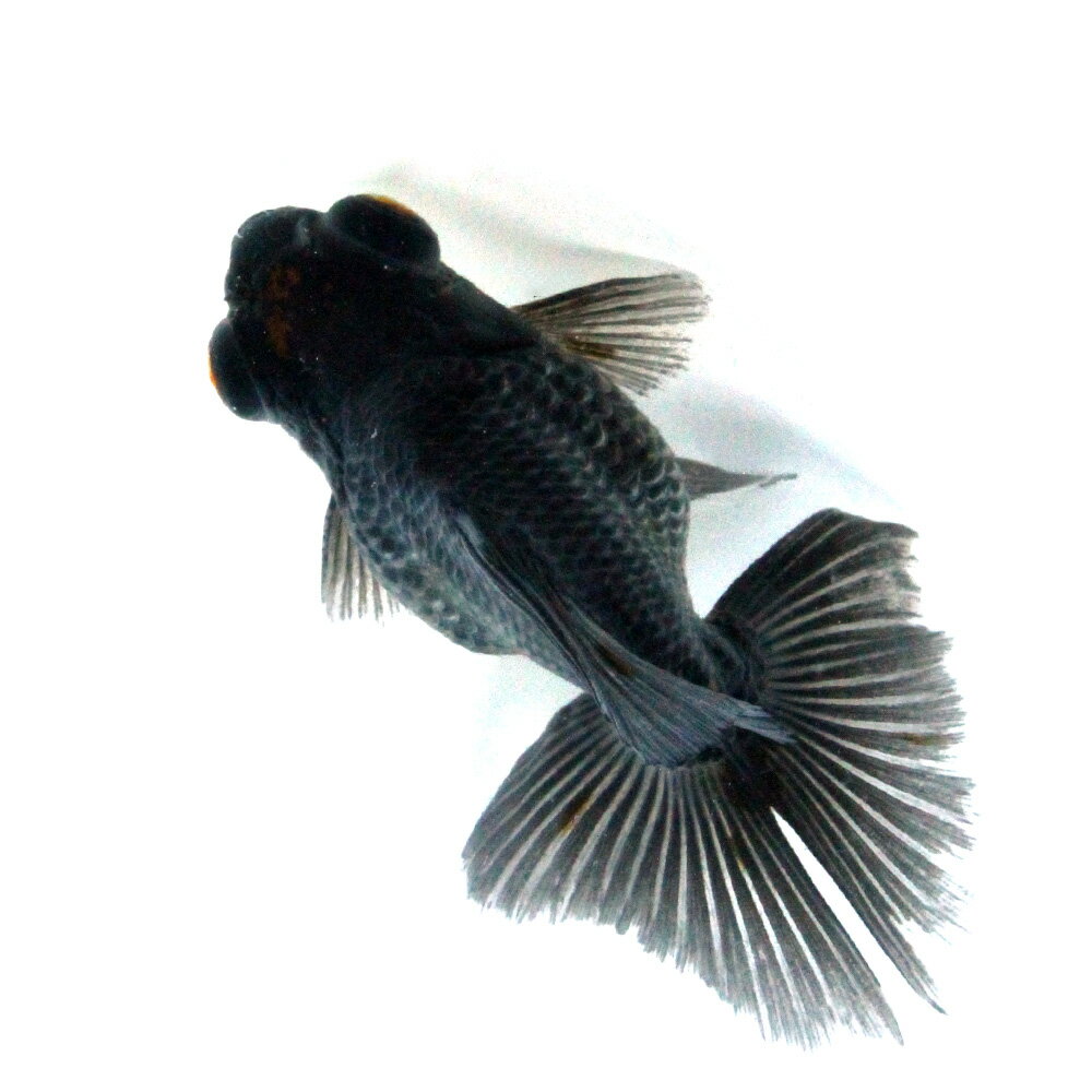 （国産金魚）一点物　五色蝶尾　志村養魚場産　11cm±（1匹）