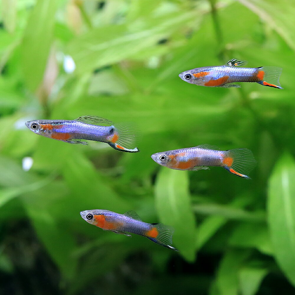 ��Ǯ�ӵ��˥���ɥ顼�������åԡ����֥롼�������������ʥ���ɥͥ������ˡ�3ɤ�ˡ��̳�ƻ���彣�Ҷ������ݲ�