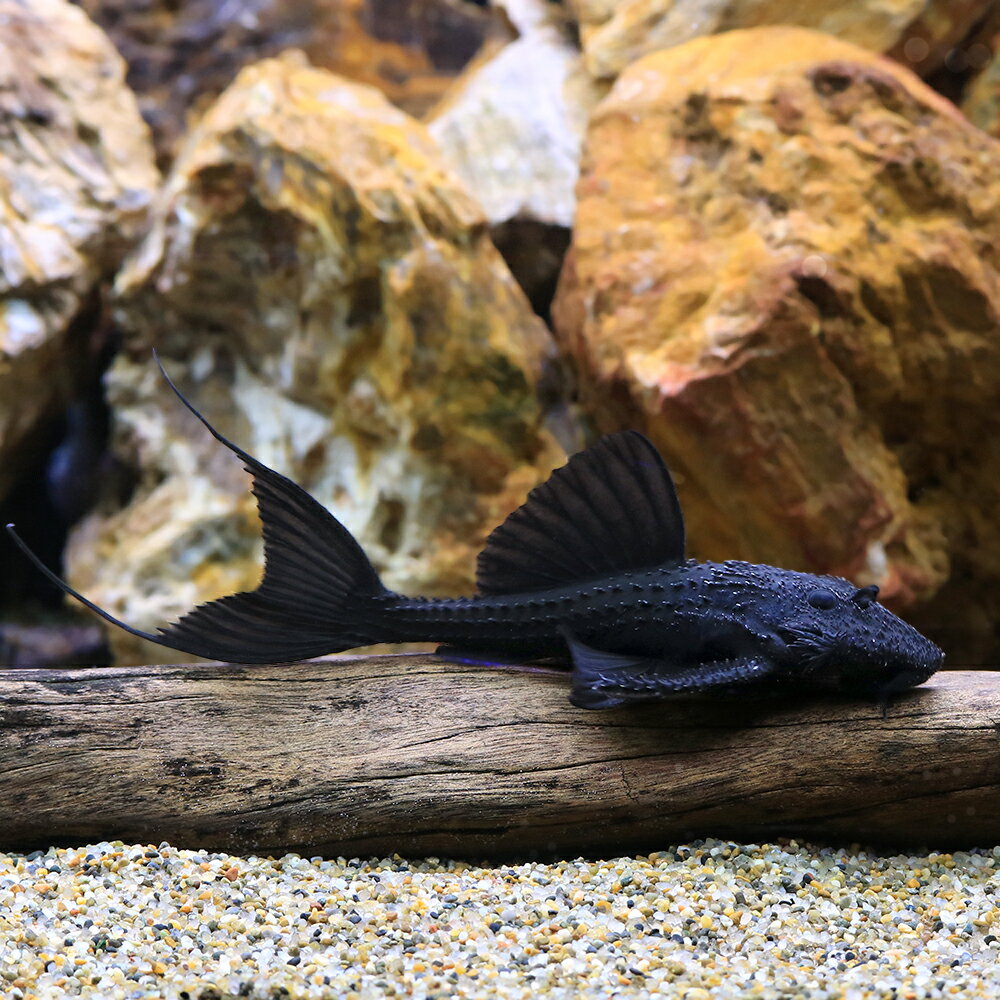 （熱帯魚）ガリバー・プレコ　トカンチンス（ワイルド）（1匹）　北海道航空便要保温