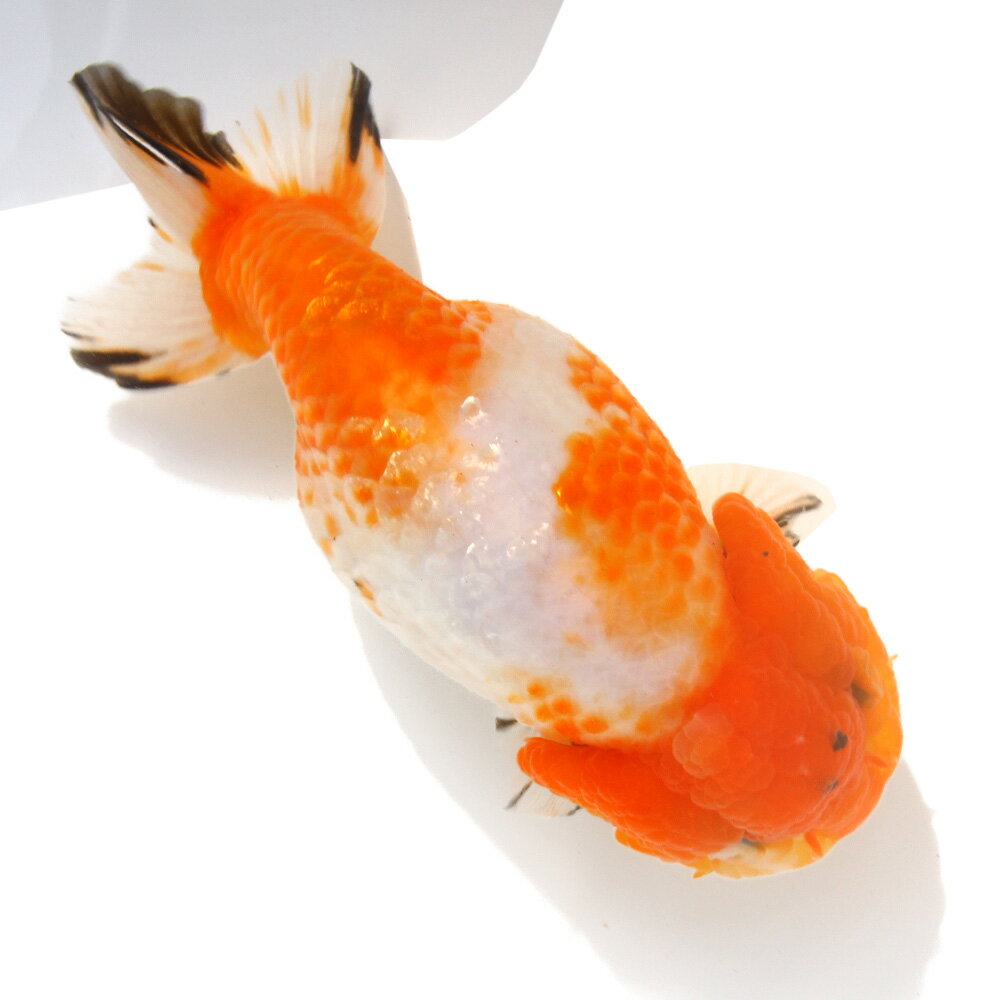 （金魚）一点物　らんちゅう　17cm±　（外国産）（1匹）　北海道・九州航空便要保温