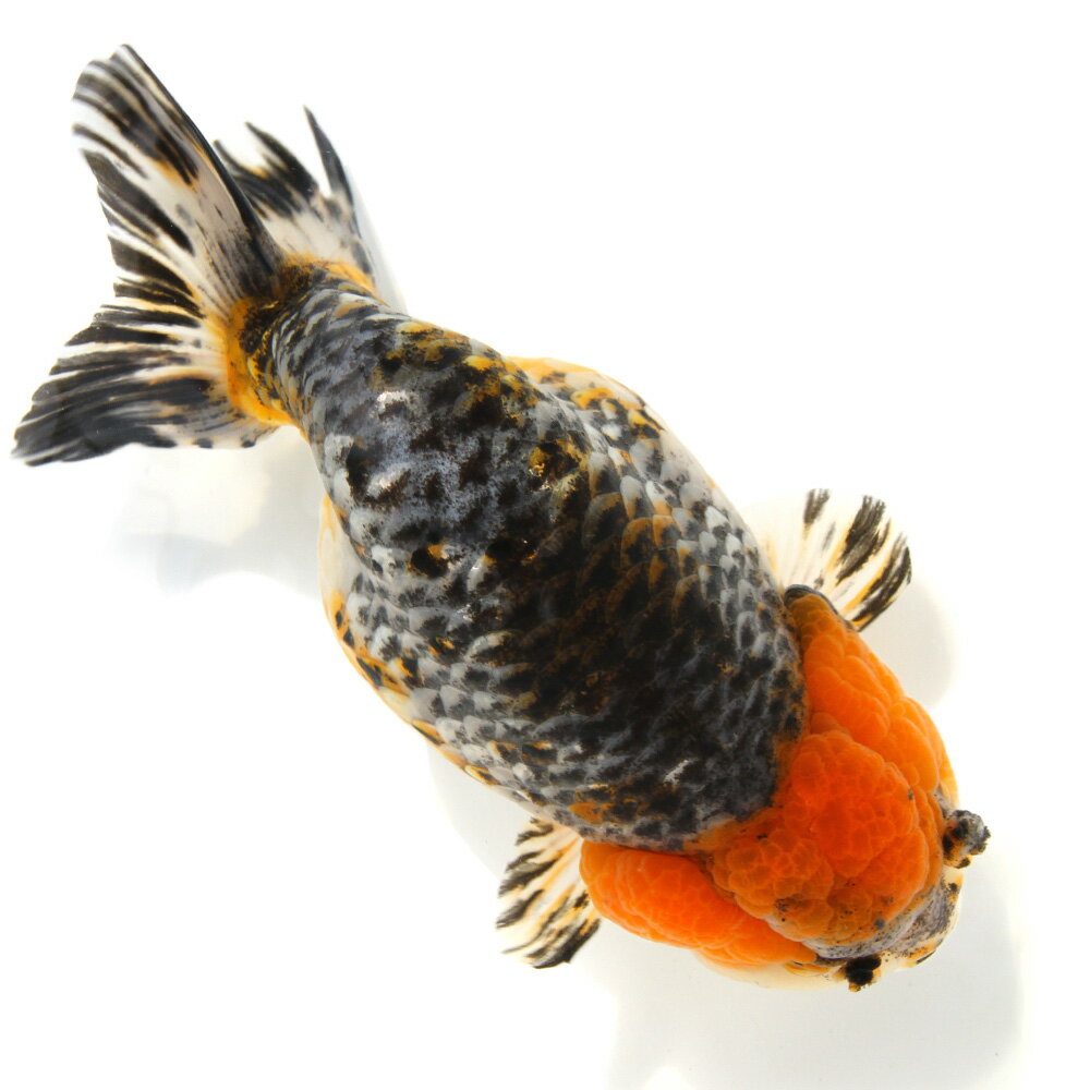 （金魚）一点物　らんちゅう（外国産）19cm±（1匹）　北海道・九州航空便要保温