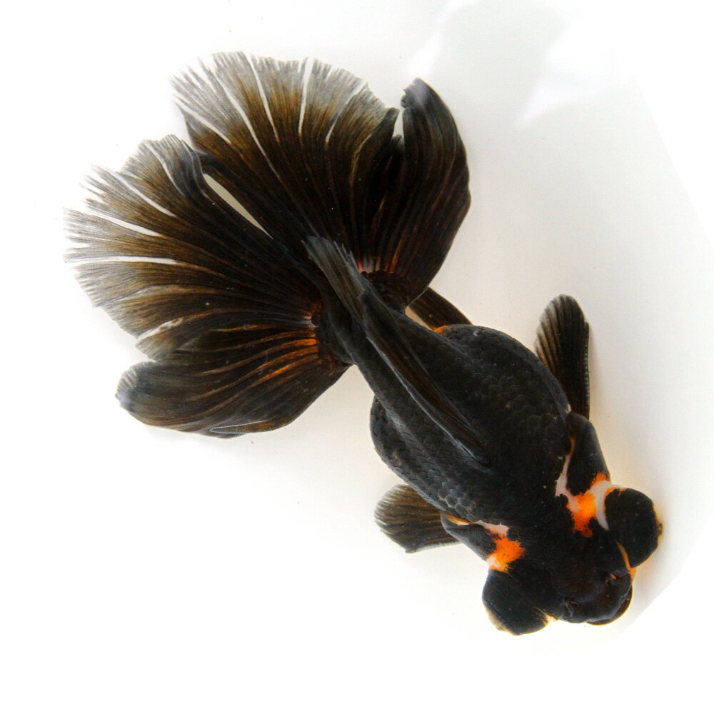 （金魚）一点物　蝶尾　トリカラー　約13cm（外国産）（1匹）