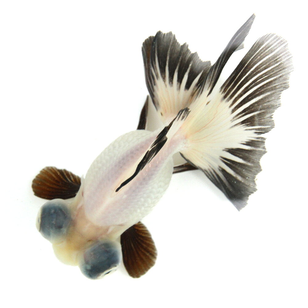 （金魚）一点物　パンダ蝶尾　約11cm（外国産）（1匹）