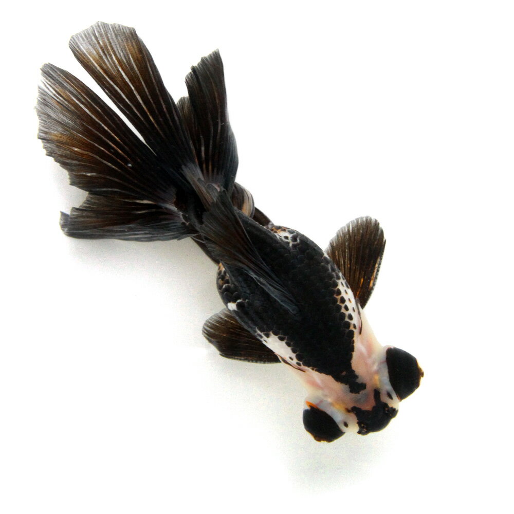 （金魚）一点物　蝶尾　約14cm（外国産）（1匹）