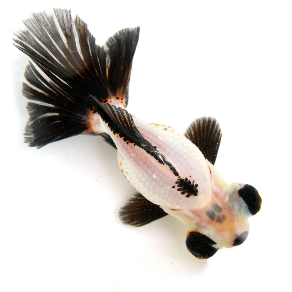（金魚）一点物　蝶尾　13cm±（外国産）（1匹）