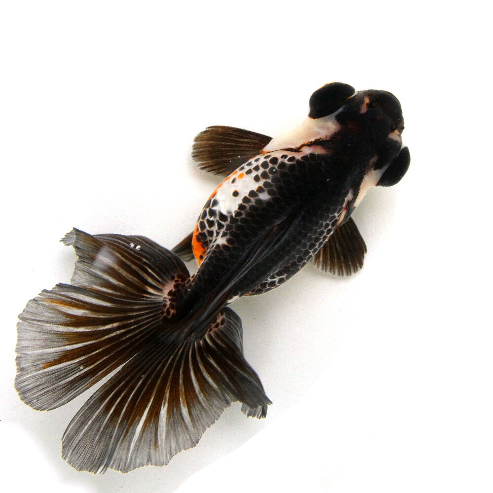 （金魚）一点物　蝶尾　13cm±（外国産）（1匹）