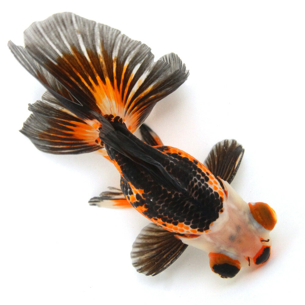 （金魚）一点物　トリカラー蝶尾　13cm±（外国産）（1匹）