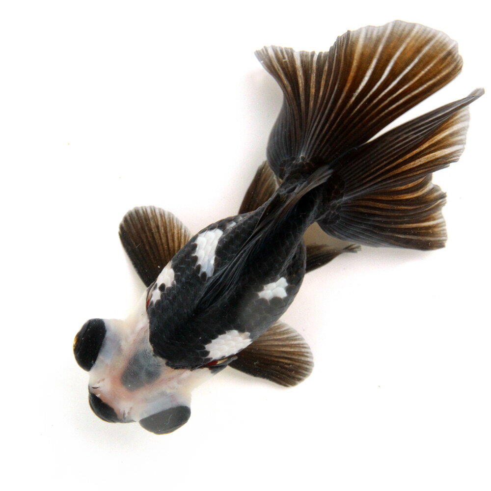 （金魚）一点物　蝶尾　13cm±（外国産）（1匹）