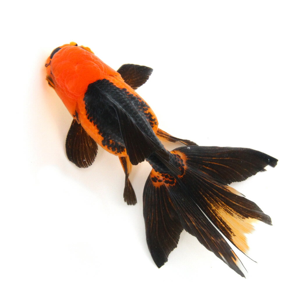 （金魚）一点物　虎オランダ獅子頭　14cm±（外国産）（1匹）　北海道航空便要保温