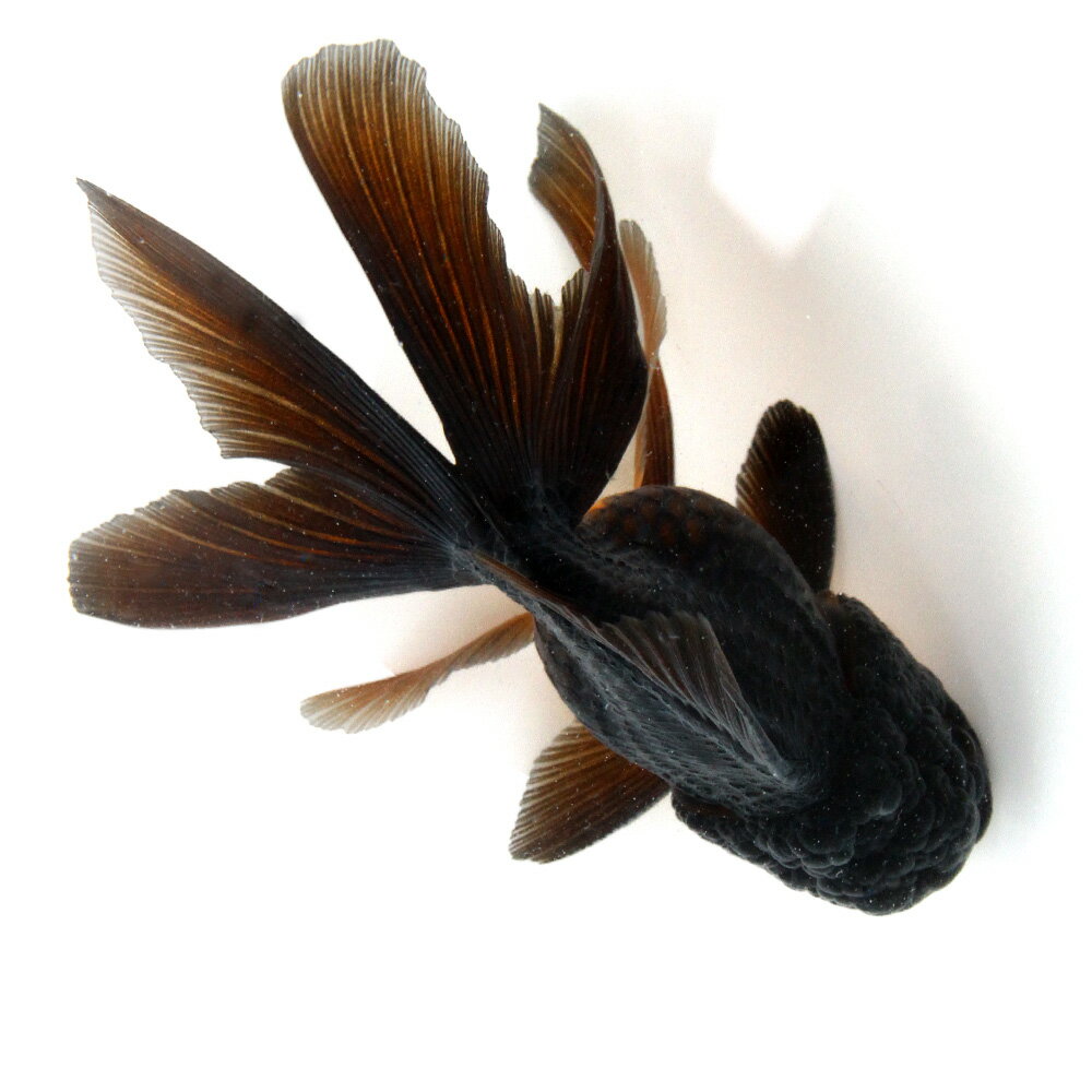 �ʶ���˰���ʪ���ץ��������Ƭ��13cm�ޡʳ��񻺡ˡ�1ɤ�ˡ��̳�ƻ�Ҷ������ݲ�