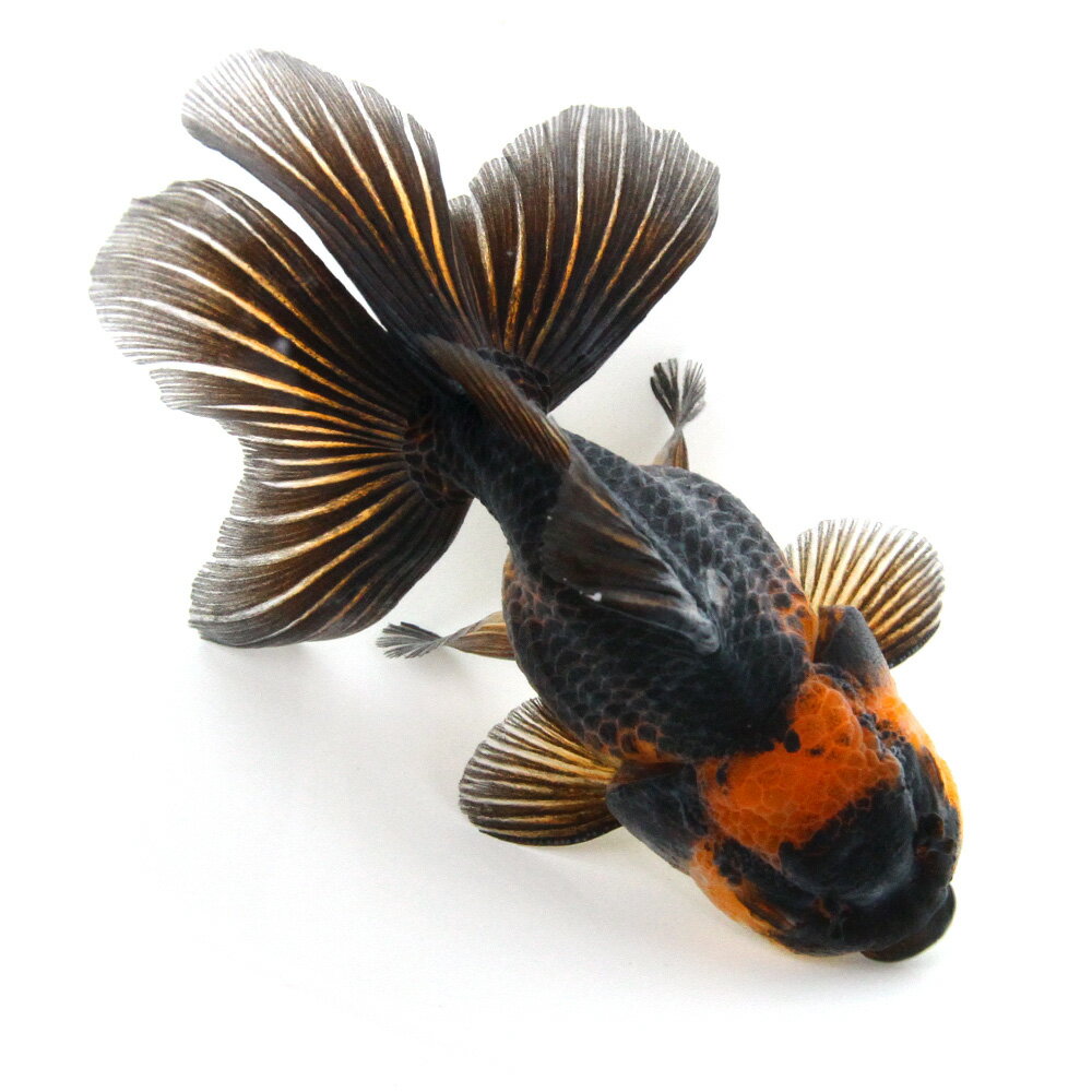 （金魚）一点物　虎オランダ獅子頭　ショートテール　12cm±（外国産）（1匹）　北海道航空便要保温