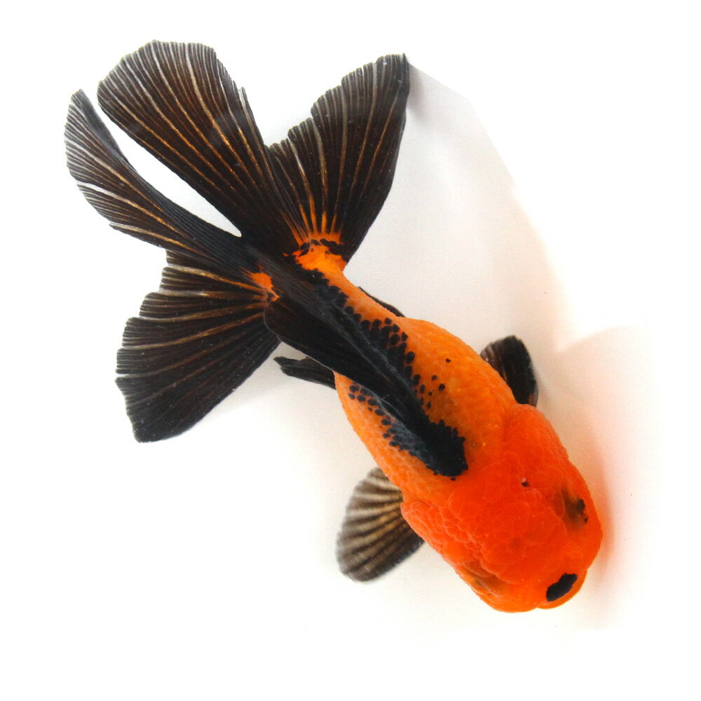 （金魚）一点物　虎オランダ獅子頭　12cm±（外国産）（1匹）　北海道航空便要保温