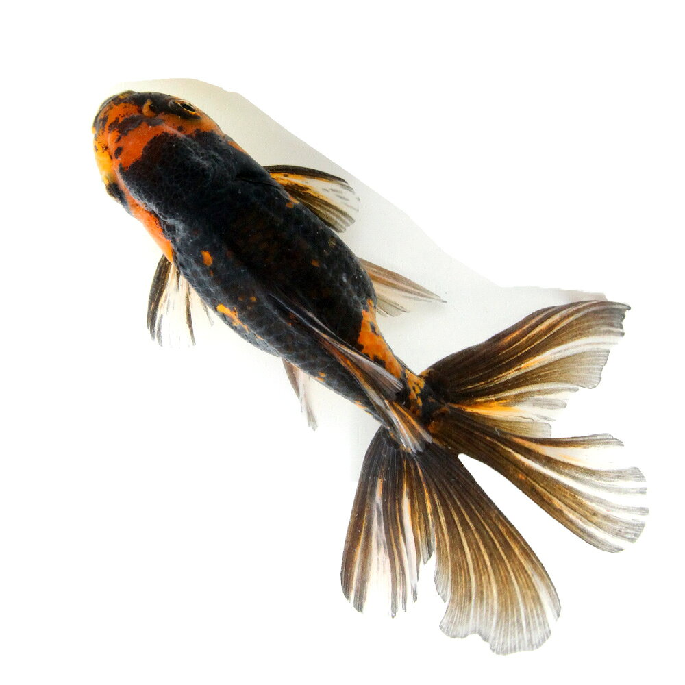 �ʶ���˰���ʪ�������������������Ƭ��14cm�ޡʳ��񻺡ˡ�1ɤ��