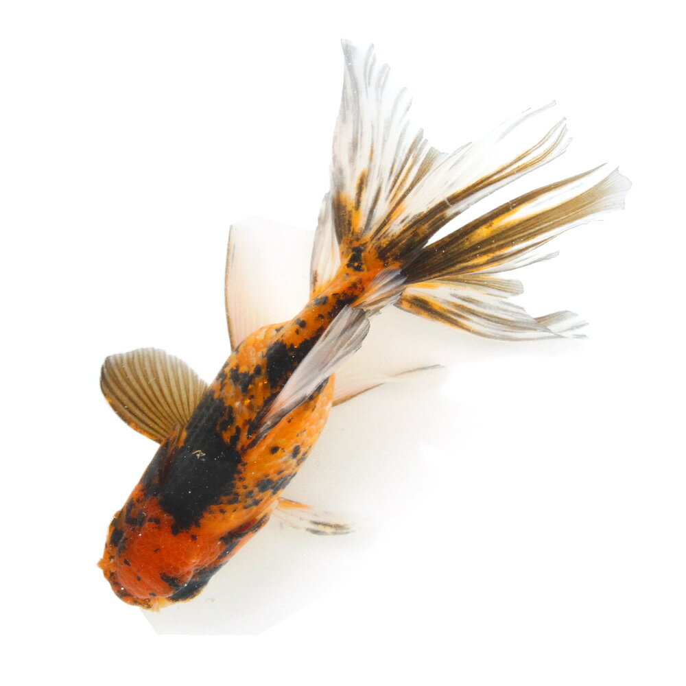 （金魚）一点物　タイガーオランダ獅子頭　14cm±（外国産）（1匹）