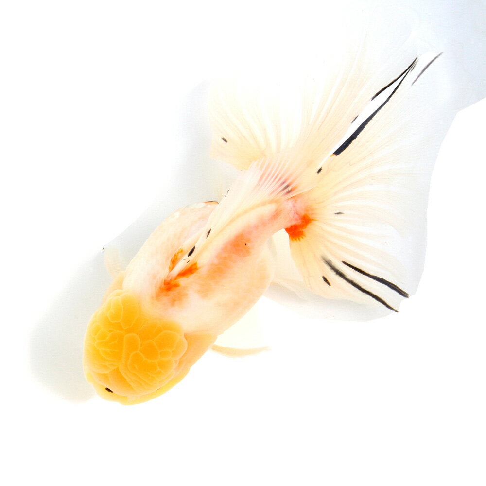 （金魚）一点物　桜東錦（外国産）18cm±（1匹）