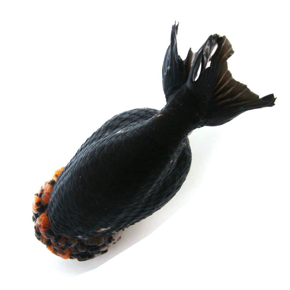 �ʶ���˰���ʪ���ȥꥫ�顼�����夦��19cm�ޡʳ��񻺡ˡ�1ɤ�ˡ��̳�ƻ���彣�Ҷ������ݲ�