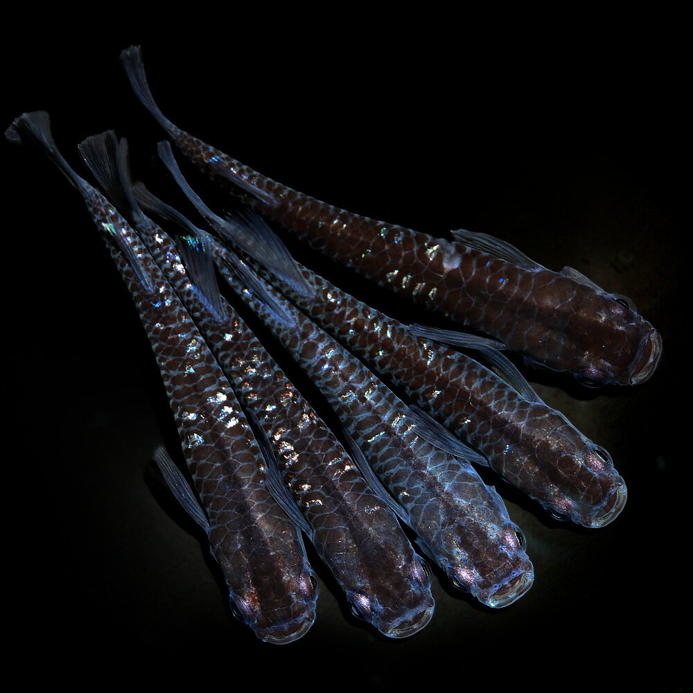 （めだか）ミッドナイトフリル　カガミ鱗（3匹）