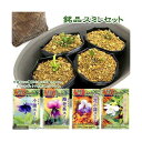 (山野草)銘品スミレセット 3号(4ポットセット)