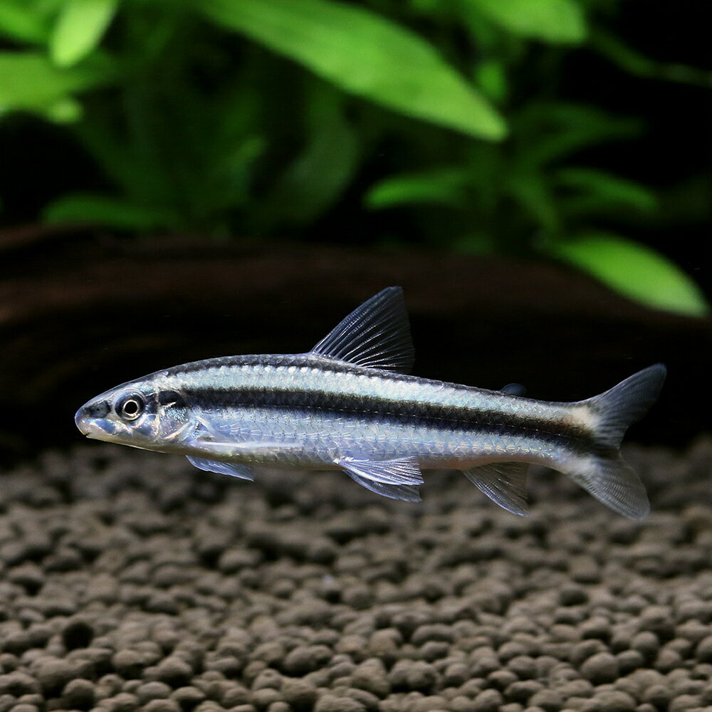 【10／1限定】当選確率2分の1！1等最大100％ （熱帯魚）アパレイオドン マクリシー（1匹） 北海道航空便要保温