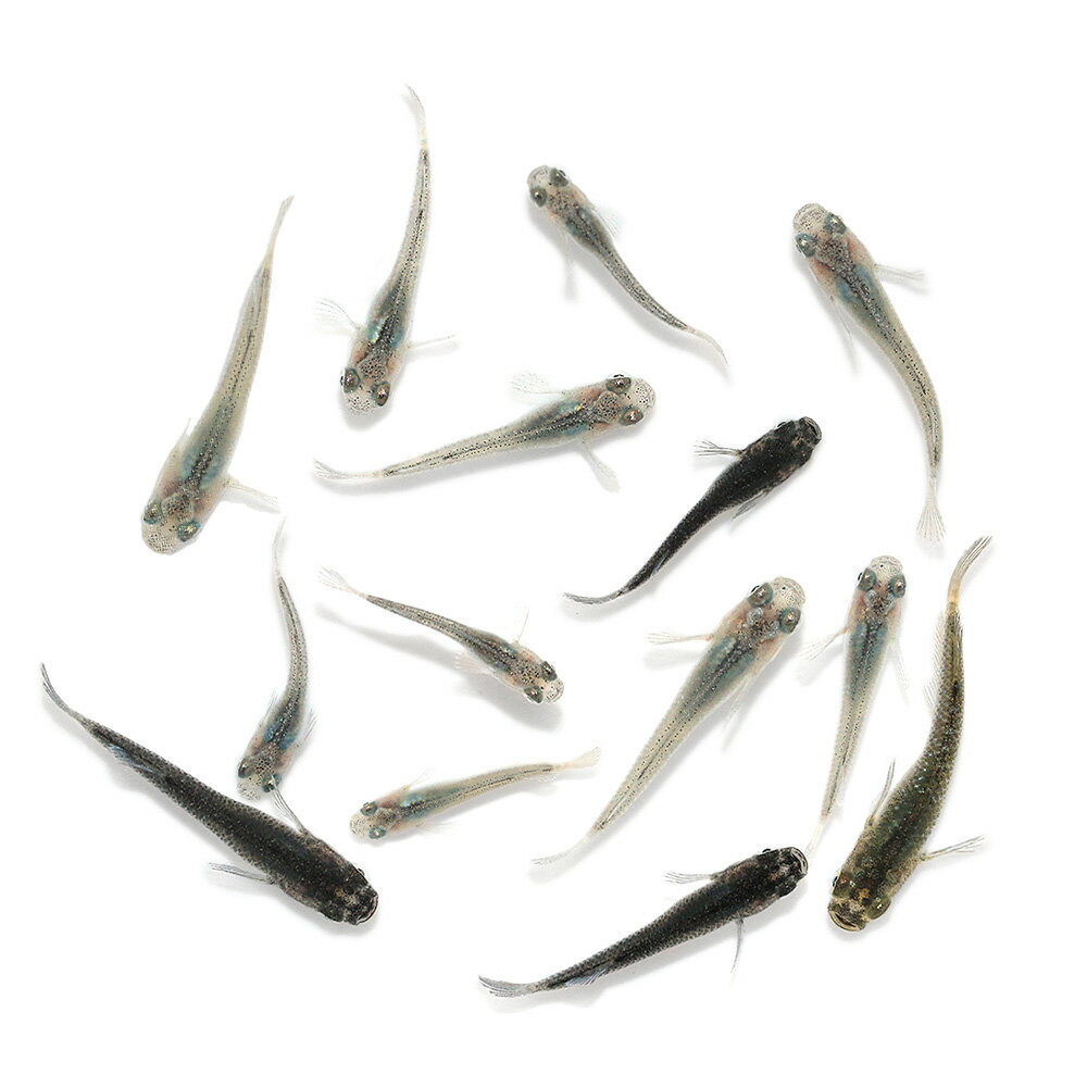 （めだか）無選別　フェザーライトメダカミックス　稚魚（5匹）