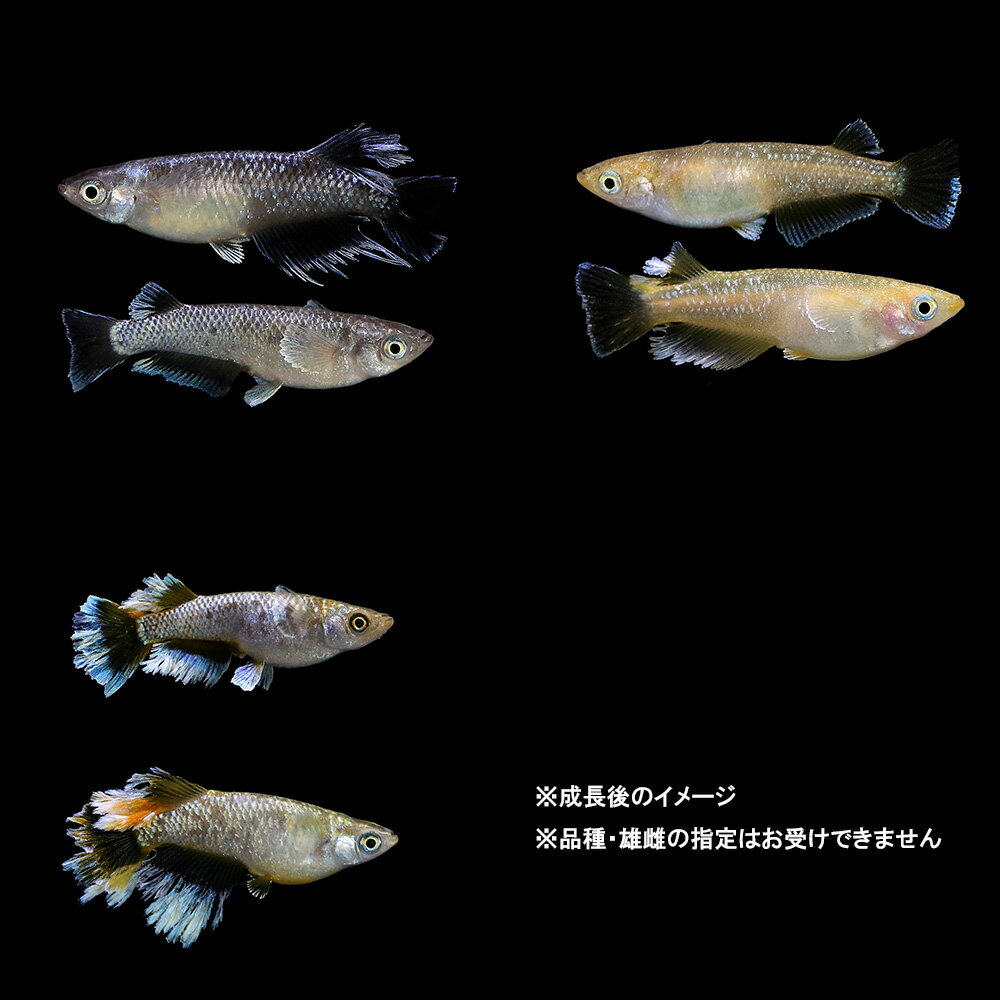 �ʤ������̵���̡��ե������饤�ȥ�������ߥå������յ���5ɤ��