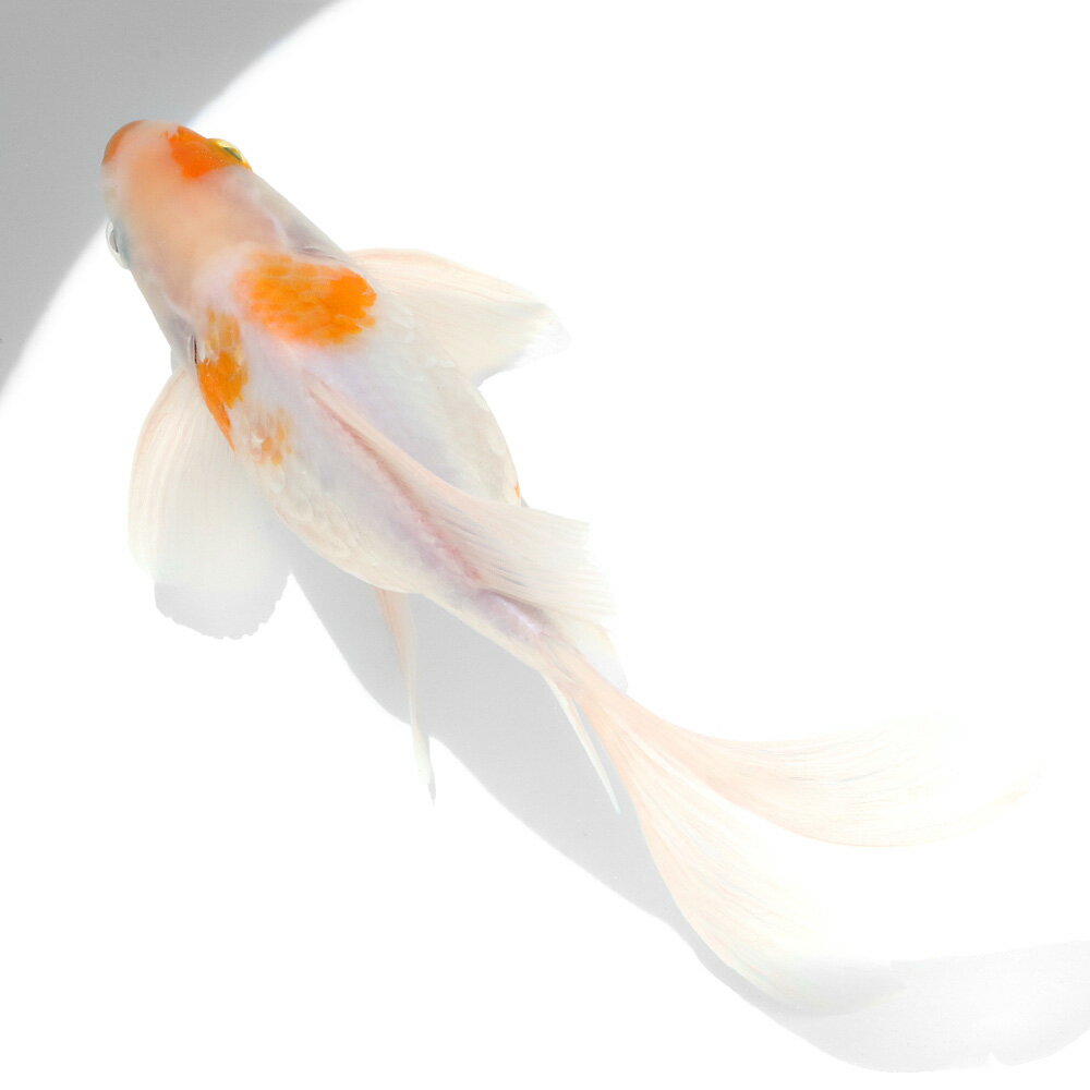 �ʹ񻺶���˰���ʪ�������¶⡡�����ܵ��컺��21cm�ޡ�1ɤ��